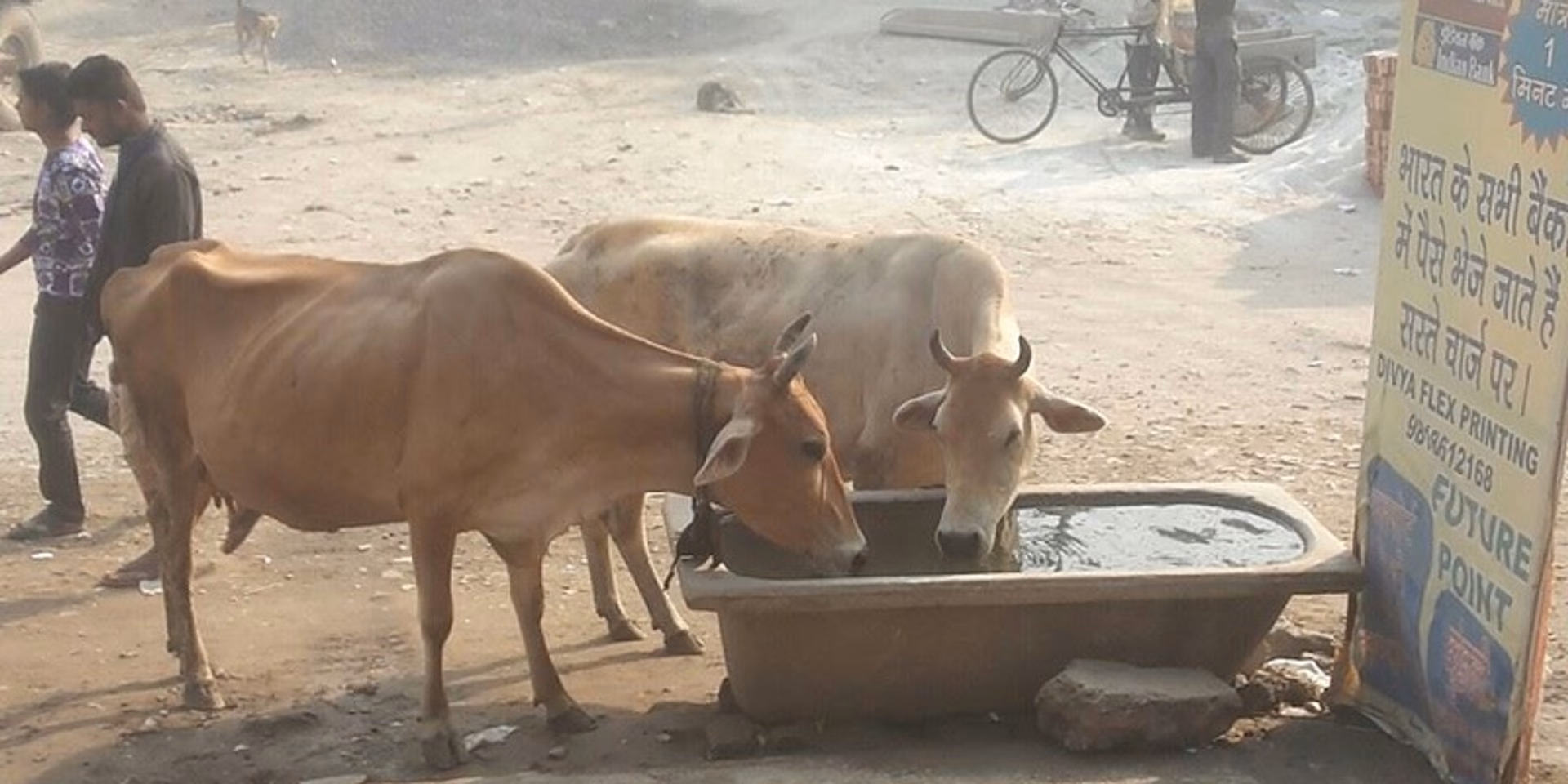 India world’s 4th largest user of antimicrobials in animal feed: Report