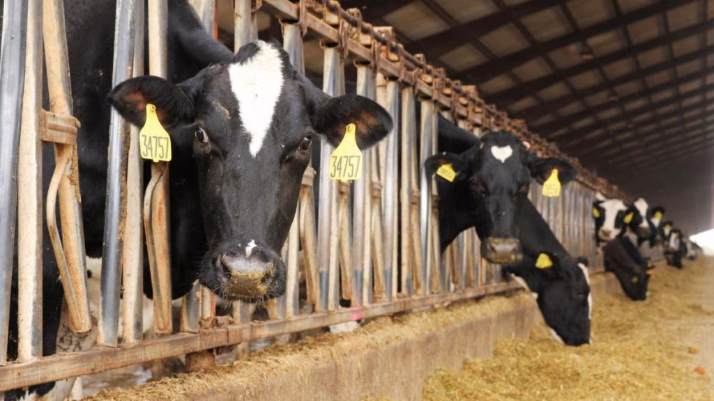 What is factory farming and how it may result in another pandemic?